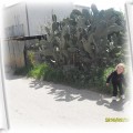 Roselka i kaktusy