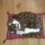 kotek na poduszce jak żywy