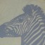 bokserka zebra 7 10 lat