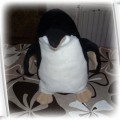 Pluszak pingwinek