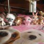 littlest pet shop