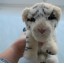 tygrysek niemowle wydaje odgłosy