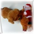 Piesek i renifer ze swietym Mikołajem