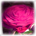 Róża z bibułki