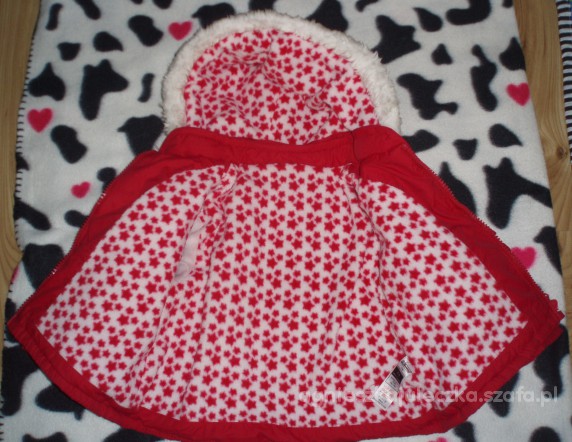 St bernard 74 cm cena z wysyłką