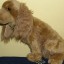 Szukam nowego właściciela Pies Azorek 45 cm