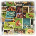 Kolekcja 40 pocztówek KONIE