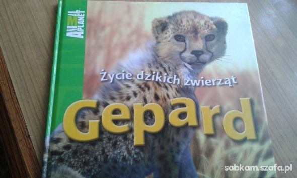 Zycie dzikich zwierzat Gepard