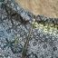 New Look spodium letnie z zzamkiem 140cm